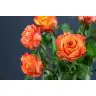 Roses Julischka