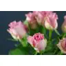 Roses Revival
