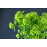 Viburnum Snowballs