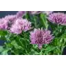 Chrysantemum Anastasia Lilac