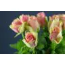 Roses Belle Rose