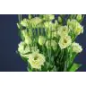 Lizantes Rosita Yellow