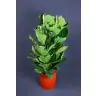 Fikuss 120cm (Ficus Lyrata)