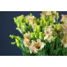 Liz Falda Apricot (Waalzicht)