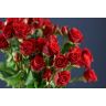 Roses Spray Mirabel 40 cm