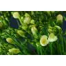 Freesia Ambassador