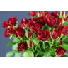 Roses Spray Rubicon