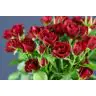 Roses Spray Rubicon