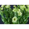 Lizantes Rosita Green