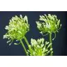 Agapanti White