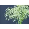 Gypsophila Excellence