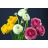 Ranunculus Clooni