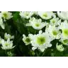Chrysantemum Aqua Radost