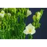 Freesia Versailles