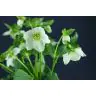 Helleborus Queens White