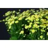Matricaria Yellow