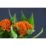 Celosia Act Zara