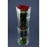 Roses Red Naomi Delux 70cm