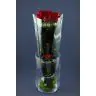 Roses Red Naomi Delux 70cm