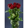 Roses Red Naomi Delux 70cm