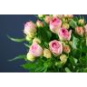 Roses Spray Biedermeier