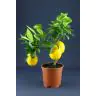 Citronkoks p20cm h 70cm (Citrus Lemon)