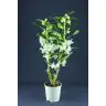 DENDROBIUM NOBILIS WHITE
