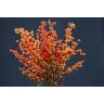 Ilex Orange