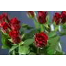 Roses Red Ribbon