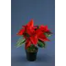 Poinsetia p10 sarkana