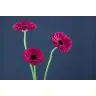 Gerbera Aladin