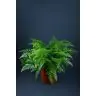 Asplenium Nidus
