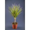 Dracēna p12 (Dracaena Bicolor)