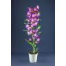 Orhideja Dendrobija Violeta (Dendrobium Nobile Purple)