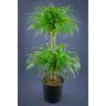 Dracēna 100cm (Dracaena Reflexa)