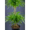 Dracēna 100cm (Dracaena Reflexa)
