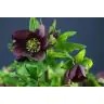 Helleborus Queens Red