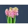 Hyacinthus Pink