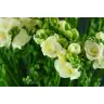 Freesia Belleville