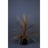 Kordilīne p17cm (Cordyline Australis Red Star)