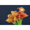 Calla Lady Marmelade