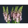 Antirrhinum Lavender