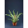 Ananas Candido