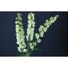 Delphinium Guardian White
