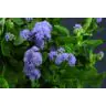 Ageratum