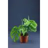 Monstera p12 (Monstera Obliqua/Monkey Leaf)