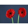 Gerbera Blinddate