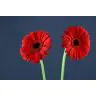Gerbera Blinddate