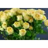 Roses Spray Salinero