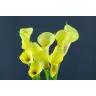 Calla